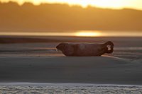 Phoque veau-marin (Baie d'Authie)