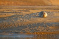 Phoque veau-marin (Baie d'Authie)