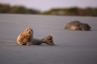 Phoque veau-marin (Baie de Somme)