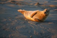 Phoque veau-marin (Baie de Somme)