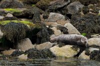 Phoque veau marin (Highlands, Ecosse)
