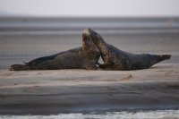 Phoques gris (baie d'Authie)