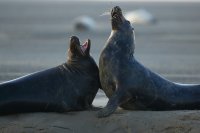 Phoques gris (baie d'Authie)