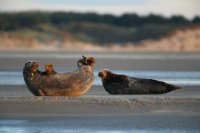 Phoques gris (baie d'Authie)