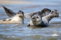 Phoques veau-marin (Baie de Somme)