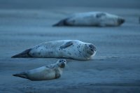 Phoques veaux-marins (baie d'Authie)
