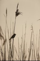 Phragmite des joncs (Baie de Somme)
