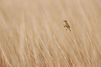 Phragmite des joncs (Baie de Somme)