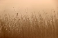 Phragmite des joncs (Baie de Somme)