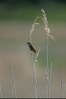Phragmite des joncs (Baie de Somme)