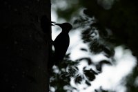 Pic noir (Thiérache axonaise)