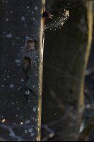 Pic noir mâle (Ardennes)