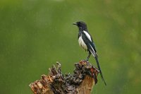 Pie bavarde (Marquenterre)
