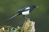 Pie bavarde (Marquenterre)