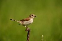 Pie-grièche écorcheur femelle (Parc national d'Hortobagy, Hongrie)