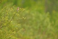 Pie-grièche écorcheur mâle (Parc national d'Hortobagy, Hongrie)