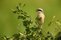 Pie-grièche écorcheur mâle (Parc national d'Hortobagy, Hongrie)