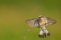 Pie-grièche écorcheur mâle (Parc national d'Hortobagy, Hongrie)