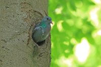 Pigeon colombin (Ardennes)