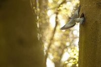 pigeon colombin (Somme)
