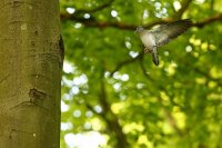 pigeon colombin (Somme)