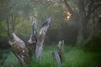 Pigeon ramier (Marquenterre)
