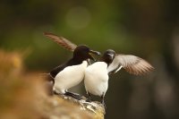 Pingouins torda (Islande)