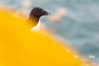 Pingouin Torda (Highlands, Ecosse)