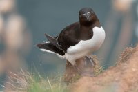 Pingouin Torda (Highlands, Ecosse)