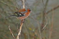 Pinson des arbres (Thiérache axonaise)