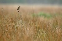 Pipit farlouse (côte picarde)