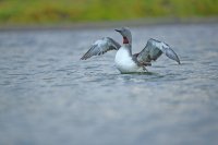 Plongeon catmarin (Islande)