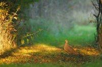 Poule faisane (Marquenterre)