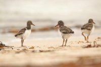 Poussins d'huîtriers-pie (Islande)