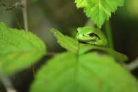 Rainette verte (Parc du Marquenterre)