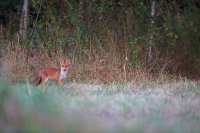 renard roux (Somme)