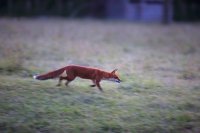 renard roux (Somme)
