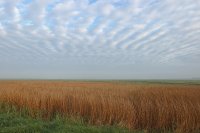 Roselière (Baie de Somme)