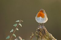 Rouge-gorge familier (Marquenterre)