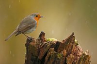 Rouge-gorge familier (Marquenterre)