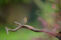 Rouge-gorge familier (Somme)