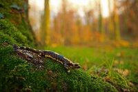 Salamandre tachetée (Somme)