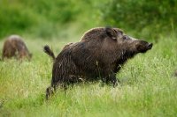 Sanglier (Marquenterre)