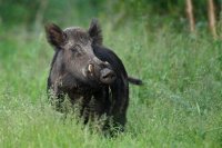 Sanglier (Marquenterre)