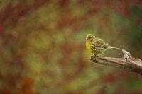 Serin cini mâle (Somme)