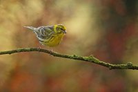 Serin cini mâle (Somme)