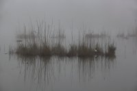 Grèbe huppé (Somme)