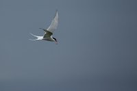 Sterne arctique (Islande)