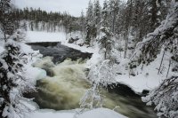 Taïga finlandaise