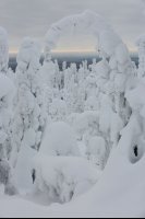 Taïga finlandaise